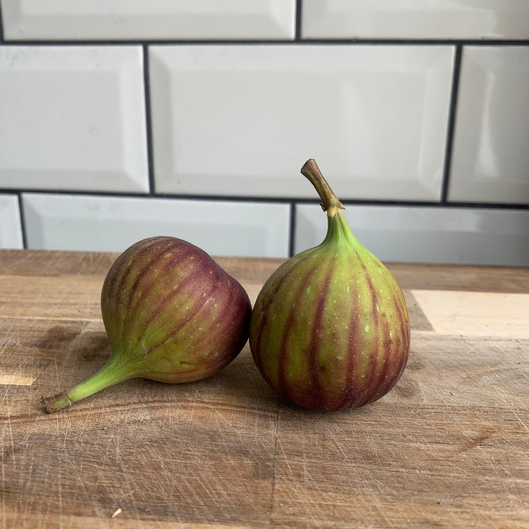 SIT IN - Fig Served Quartered